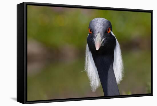 Demoiselle Crane (Anthropoides Virgo) Portrait, Captive, Asia, N. Africa-Lynn M^ Stone-Framed Stretched Canvas