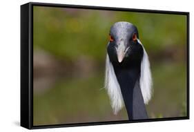 Demoiselle Crane (Anthropoides Virgo) Portrait, Captive, Asia, N. Africa-Lynn M^ Stone-Framed Stretched Canvas