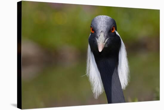 Demoiselle Crane (Anthropoides Virgo) Portrait, Captive, Asia, N. Africa-Lynn M^ Stone-Stretched Canvas