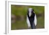 Demoiselle Crane (Anthropoides Virgo) Portrait, Captive, Asia, N. Africa-Lynn M^ Stone-Framed Photographic Print