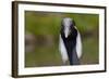 Demoiselle Crane (Anthropoides Virgo) Portrait, Captive, Asia, N. Africa-Lynn M^ Stone-Framed Photographic Print