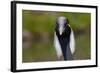 Demoiselle Crane (Anthropoides Virgo) Portrait, Captive, Asia, N. Africa-Lynn M^ Stone-Framed Photographic Print