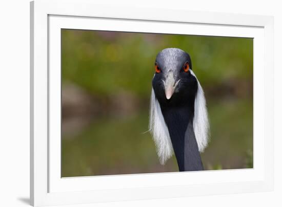 Demoiselle Crane (Anthropoides Virgo) Portrait, Captive, Asia, N. Africa-Lynn M^ Stone-Framed Photographic Print