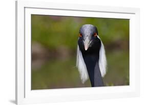 Demoiselle Crane (Anthropoides Virgo) Portrait, Captive, Asia, N. Africa-Lynn M^ Stone-Framed Photographic Print