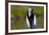 Demoiselle Crane (Anthropoides Virgo) Portrait, Captive, Asia, N. Africa-Lynn M^ Stone-Framed Photographic Print