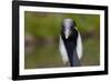 Demoiselle Crane (Anthropoides Virgo) Portrait, Captive, Asia, N. Africa-Lynn M^ Stone-Framed Photographic Print