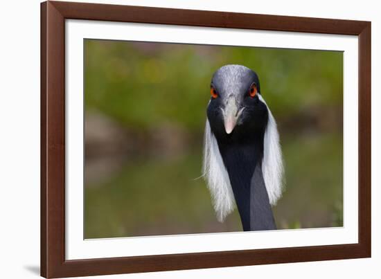 Demoiselle Crane (Anthropoides Virgo) Portrait, Captive, Asia, N. Africa-Lynn M^ Stone-Framed Photographic Print