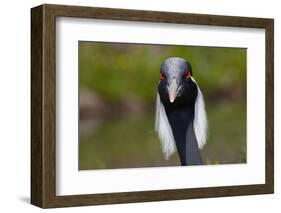 Demoiselle Crane (Anthropoides Virgo) Portrait, Captive, Asia, N. Africa-Lynn M^ Stone-Framed Photographic Print