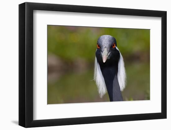 Demoiselle Crane (Anthropoides Virgo) Portrait, Captive, Asia, N. Africa-Lynn M^ Stone-Framed Photographic Print