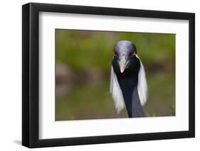 Demoiselle Crane (Anthropoides Virgo) Portrait, Captive, Asia, N. Africa-Lynn M^ Stone-Framed Photographic Print