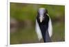 Demoiselle Crane (Anthropoides Virgo) Portrait, Captive, Asia, N. Africa-Lynn M^ Stone-Framed Photographic Print