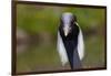 Demoiselle Crane (Anthropoides Virgo) Portrait, Captive, Asia, N. Africa-Lynn M^ Stone-Framed Photographic Print