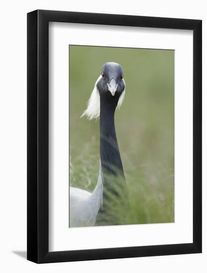 Demoiselle Crane (Anthropoides Virgo) Portrait, Cherniye Zemli Nature Reserve, Kalmykia, Russia-Shpilenok-Framed Photographic Print