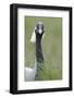 Demoiselle Crane (Anthropoides Virgo) Portrait, Cherniye Zemli Nature Reserve, Kalmykia, Russia-Shpilenok-Framed Photographic Print