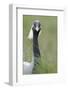 Demoiselle Crane (Anthropoides Virgo) Portrait, Cherniye Zemli Nature Reserve, Kalmykia, Russia-Shpilenok-Framed Photographic Print