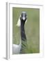 Demoiselle Crane (Anthropoides Virgo) Portrait, Cherniye Zemli Nature Reserve, Kalmykia, Russia-Shpilenok-Framed Photographic Print