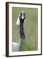 Demoiselle Crane (Anthropoides Virgo) Portrait, Cherniye Zemli Nature Reserve, Kalmykia, Russia-Shpilenok-Framed Photographic Print