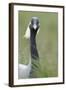 Demoiselle Crane (Anthropoides Virgo) Portrait, Cherniye Zemli Nature Reserve, Kalmykia, Russia-Shpilenok-Framed Photographic Print