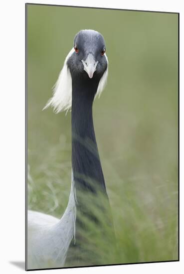 Demoiselle Crane (Anthropoides Virgo) Portrait, Cherniye Zemli Nature Reserve, Kalmykia, Russia-Shpilenok-Mounted Photographic Print