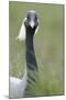 Demoiselle Crane (Anthropoides Virgo) Portrait, Cherniye Zemli Nature Reserve, Kalmykia, Russia-Shpilenok-Mounted Photographic Print