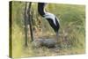 Demoiselle Crane (Anthropoides Virgo) Two Eggs in Nest, Cherniye Zemli Nr, Kalmykia, Russia-Shpilenok-Stretched Canvas