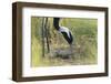 Demoiselle Crane (Anthropoides Virgo) Two Eggs in Nest, Cherniye Zemli Nr, Kalmykia, Russia-Shpilenok-Framed Photographic Print