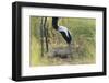 Demoiselle Crane (Anthropoides Virgo) Two Eggs in Nest, Cherniye Zemli Nr, Kalmykia, Russia-Shpilenok-Framed Photographic Print