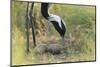 Demoiselle Crane (Anthropoides Virgo) Two Eggs in Nest, Cherniye Zemli Nr, Kalmykia, Russia-Shpilenok-Mounted Photographic Print