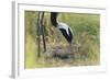 Demoiselle Crane (Anthropoides Virgo) Two Eggs in Nest, Cherniye Zemli Nr, Kalmykia, Russia-Shpilenok-Framed Photographic Print