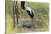 Demoiselle Crane (Anthropoides Virgo) Two Eggs in Nest, Cherniye Zemli Nr, Kalmykia, Russia-Shpilenok-Stretched Canvas