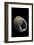 Demoulia Obtusata-Paul Starosta-Framed Photographic Print