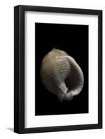 Demoulia Obtusata-Paul Starosta-Framed Photographic Print