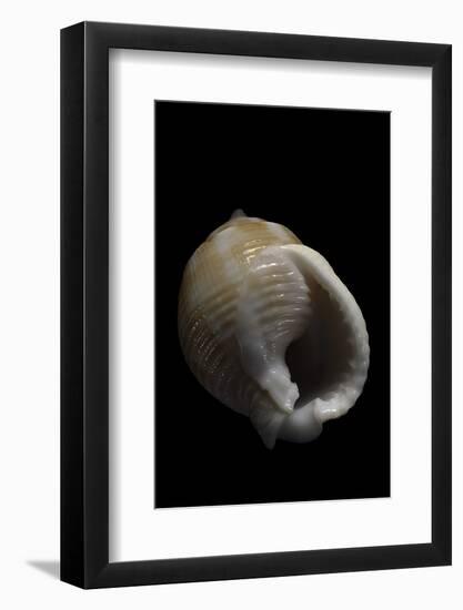 Demoulia Obtusata-Paul Starosta-Framed Photographic Print