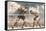 Dempsey-Willard Fight, 1919-null-Framed Stretched Canvas