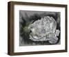 Demure-Barbara Keith-Framed Giclee Print