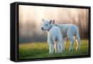 Framed Canvas