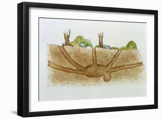 Den of Red Fox Vulpes Vulpes, Cross-Section-null-Framed Giclee Print