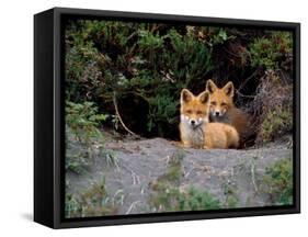 Den of Red Foxes, Kamchatka, Russia-Daisy Gilardini-Framed Stretched Canvas