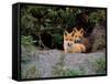 Den of Red Foxes, Kamchatka, Russia-Daisy Gilardini-Framed Stretched Canvas