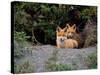 Den of Red Foxes, Kamchatka, Russia-Daisy Gilardini-Stretched Canvas