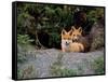 Den of Red Foxes, Kamchatka, Russia-Daisy Gilardini-Framed Stretched Canvas