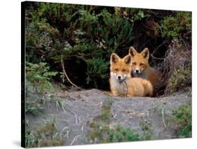 Den of Red Foxes, Kamchatka, Russia-Daisy Gilardini-Stretched Canvas