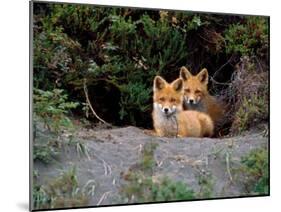 Den of Red Foxes, Kamchatka, Russia-Daisy Gilardini-Mounted Photographic Print