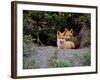 Den of Red Foxes, Kamchatka, Russia-Daisy Gilardini-Framed Photographic Print