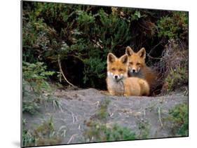 Den of Red Foxes, Kamchatka, Russia-Daisy Gilardini-Mounted Photographic Print