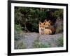 Den of Red Foxes, Kamchatka, Russia-Daisy Gilardini-Framed Photographic Print