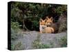 Den of Red Foxes, Kamchatka, Russia-Daisy Gilardini-Stretched Canvas