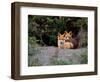 Den of Red Foxes, Kamchatka, Russia-Daisy Gilardini-Framed Photographic Print