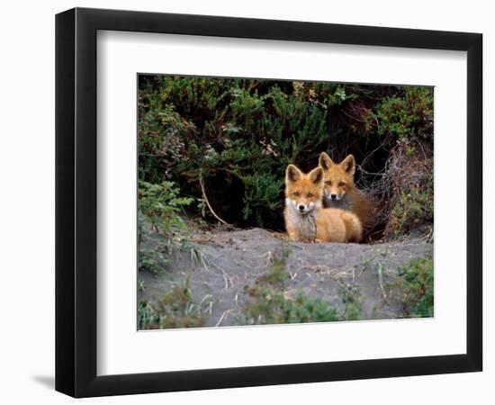 Den of Red Foxes, Kamchatka, Russia-Daisy Gilardini-Framed Photographic Print