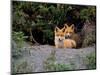 Den of Red Foxes, Kamchatka, Russia-Daisy Gilardini-Mounted Photographic Print